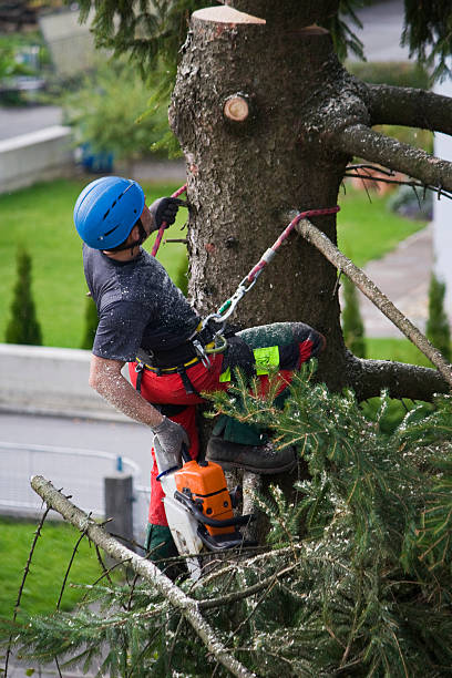 How Our Tree Care Process Works  in  Wind Gap, PA